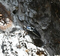 Chalcolepidius apacheanus