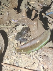 Pristimantis carvalhoi