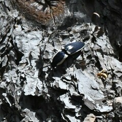 Chalcolepidius apacheanus