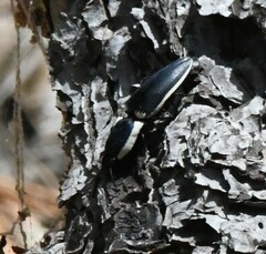 Chalcolepidius apacheanus