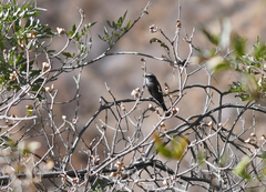 Ochthoeca leucophrys