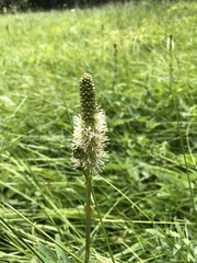 Sanguisorba stipulata