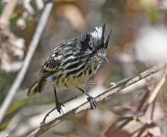 Anairetes reguloides