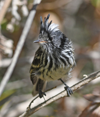 Anairetes reguloides