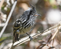Anairetes reguloides