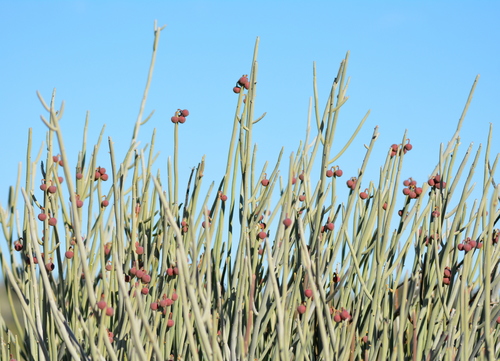 Euphorbia gregaria