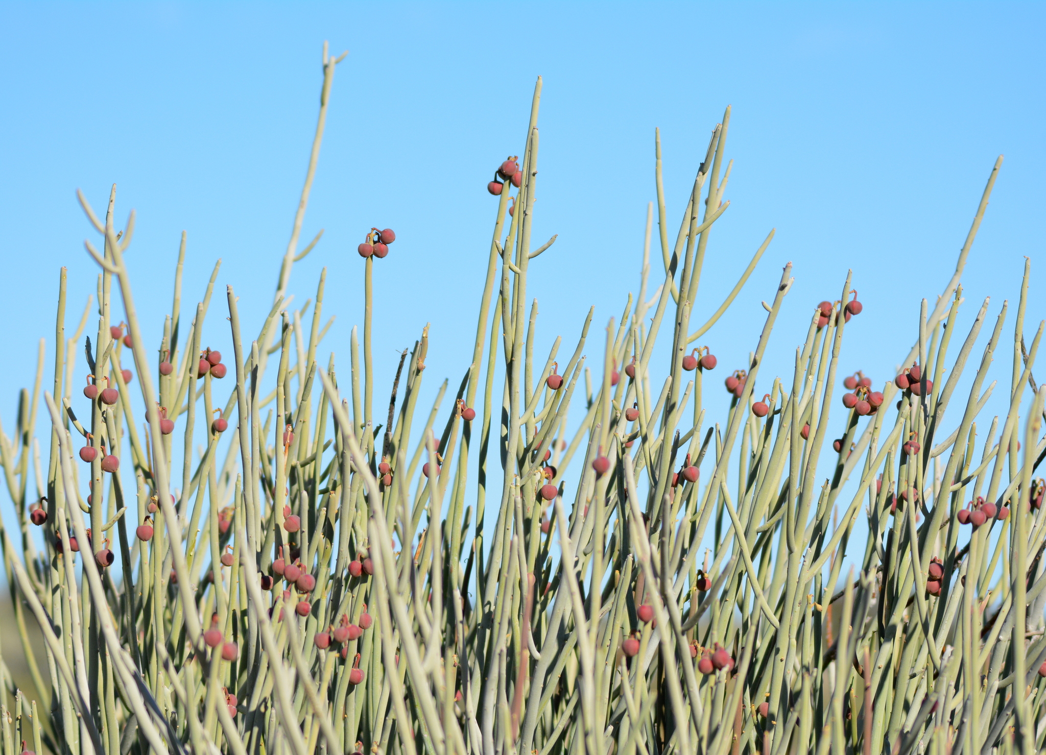 Euphorbia gregaria