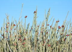 Euphorbia gregaria