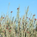 Euphorbia gregaria - Photo (c) copper, algunos derechos reservados (CC BY-NC), subido por copper
