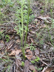 Hypoxis mexicana