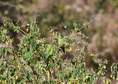 Psilopsiagon aurifrons