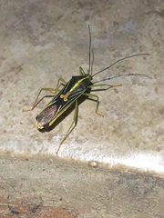 Cnemomis gracilis