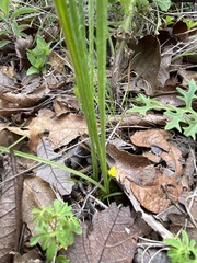 Hypoxis mexicana