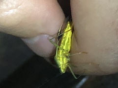 Cnemomis gracilis