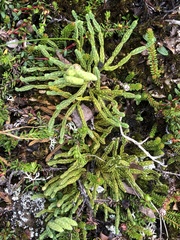 Diphasiastrum alpinum