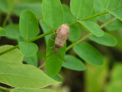 Homoeocerus dilatatus