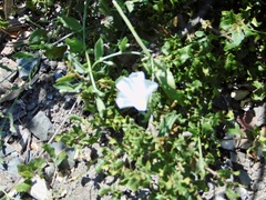 Acleisanthes longiflora
