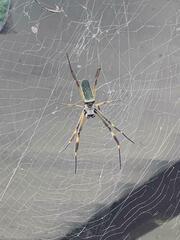 Trichonephila clavipes