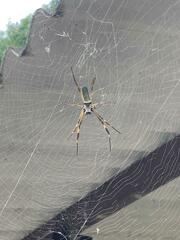 Trichonephila clavipes