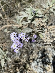 Heliotropium arborescens
