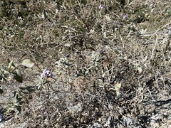 Heliotropium arborescens