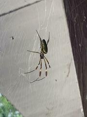 Trichonephila clavipes