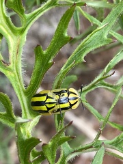 Physonota disjuncta