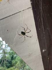 Trichonephila clavipes