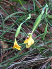 Sisyrinchium tolucense