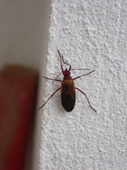 Dysdercus peruvianus