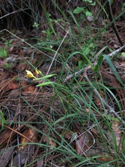 Sisyrinchium tolucense