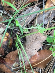 Sisyrinchium tolucense