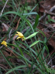 Sisyrinchium tolucense