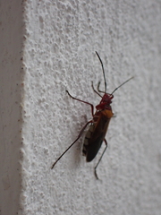 Dysdercus peruvianus