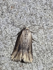 Crambodes talidiformis