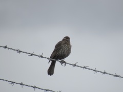 Agelaius phoeniceus caurinus