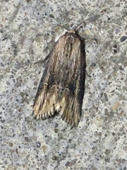 Crambodes talidiformis