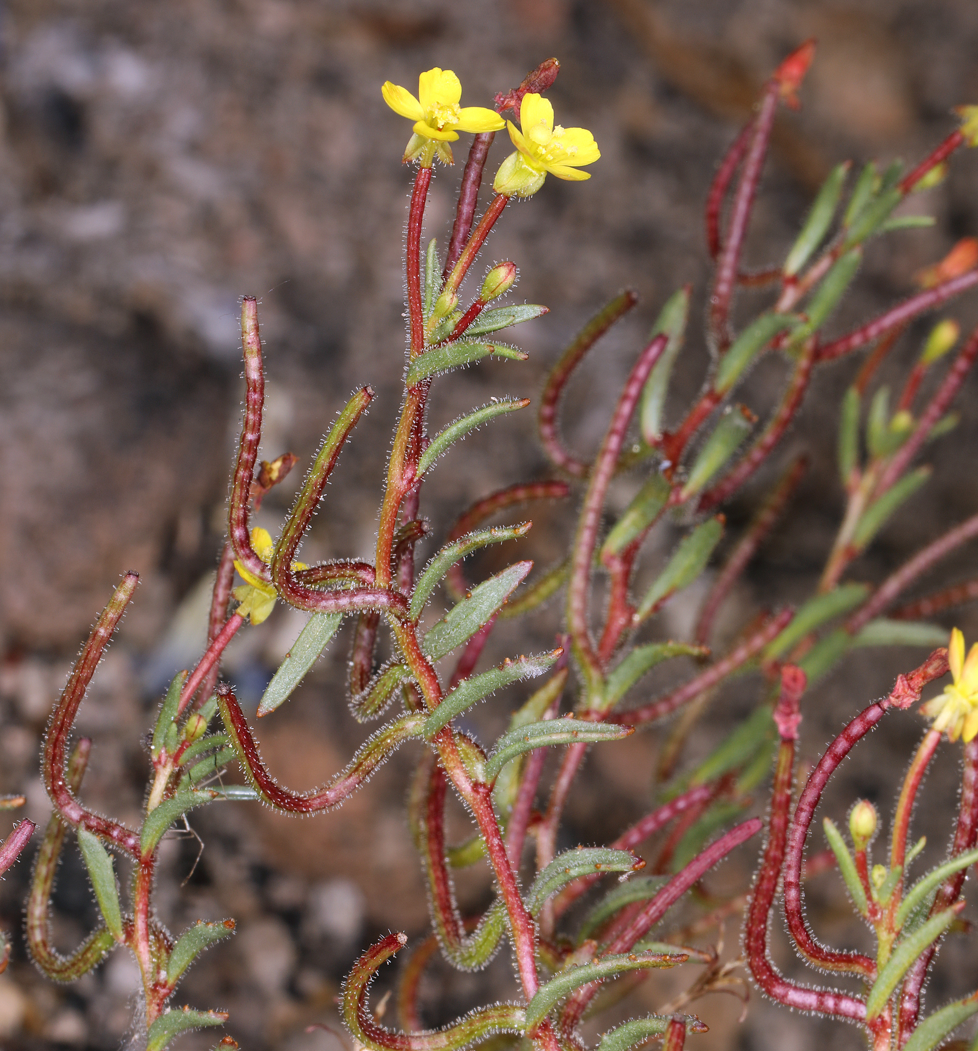 Camissonia contorta