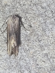 Crambodes talidiformis