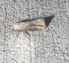 Crambodes talidiformis