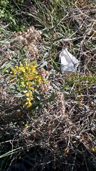 Solidago chilensis