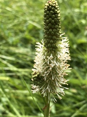Sanguisorba stipulata