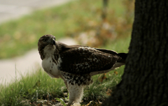 Buteo jamaicensis