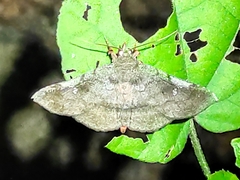 Azeta rhodogaster