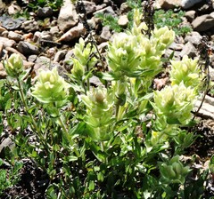 Castilleja flava