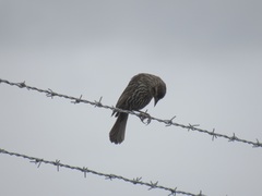 Agelaius phoeniceus caurinus