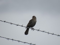 Agelaius phoeniceus caurinus