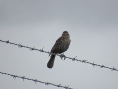 Agelaius phoeniceus caurinus