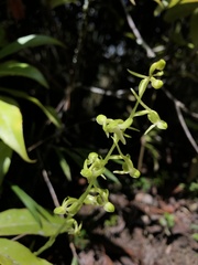 Platanthera minor