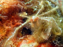 Achaeus japonicus